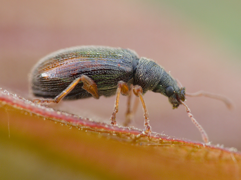 Phyllobius oblongus (Linnaeus, 1758)